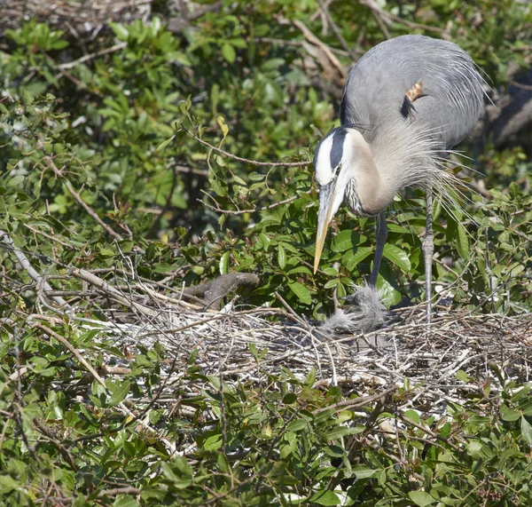 Great Blue Heron — Stock Photo, Image