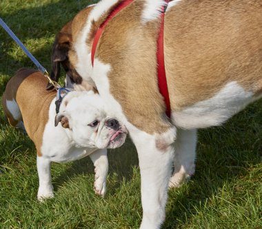 Woofstock - ilçe insana ilişkin toplum