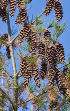 Kızıl çam çam kozalakları