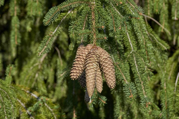 Pine Cones on Norway Spruce — Stock Photo, Image
