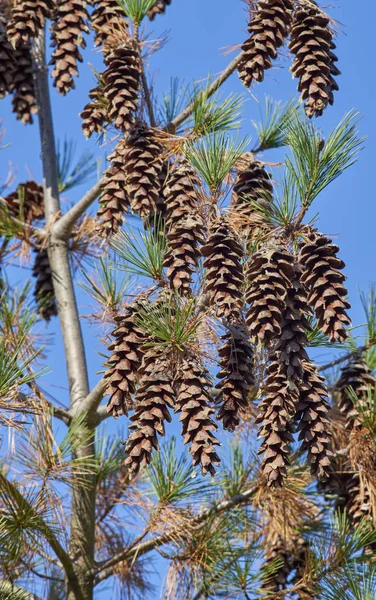 Kızıl çam çam kozalakları