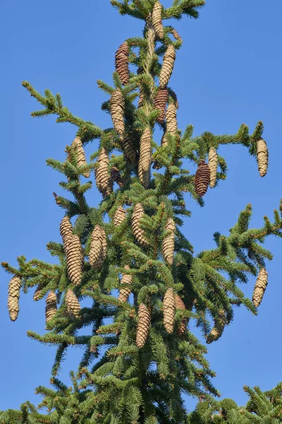 Pine Cones on Norway Spruce — Stock Photo, Image