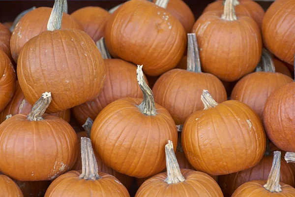 Abóboras - Gourds para o Festival de Halloween — Fotografia de Stock