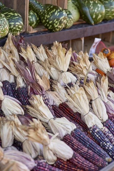 Zucche - Gourds for Halloween Festival — Foto Stock