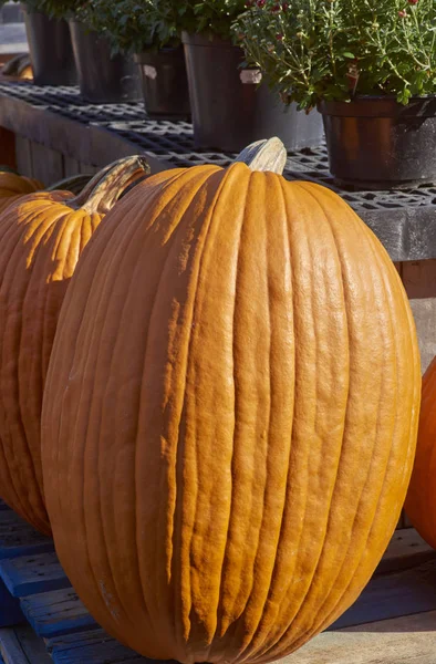 Calabazas - Calabazas para Halloween Festival — Foto de Stock