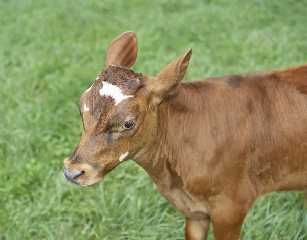 Vacca, giovenca al pascolo — Foto Stock