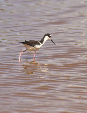 kara boyunlu Uzunbacak