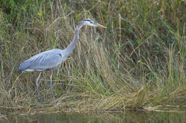 Büyük Mavi Balıkçıl
