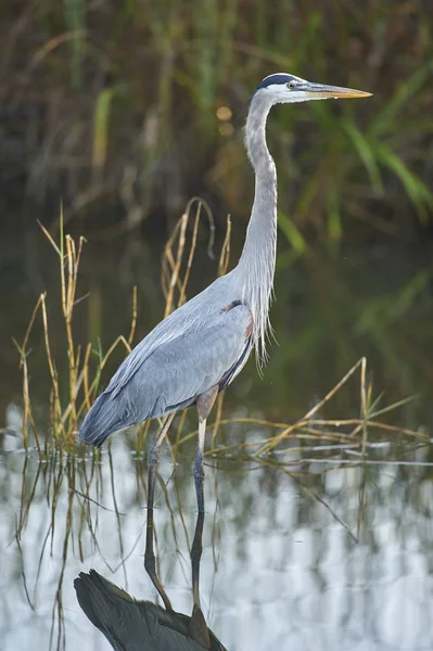 Great Blue Heron — Stock Photo, Image