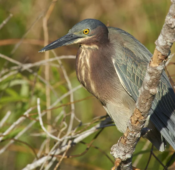 Green Heron — Stock Photo, Image