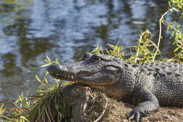 Americký Aligátora Everglades Národní Park Florida Usa Stock Obrázky