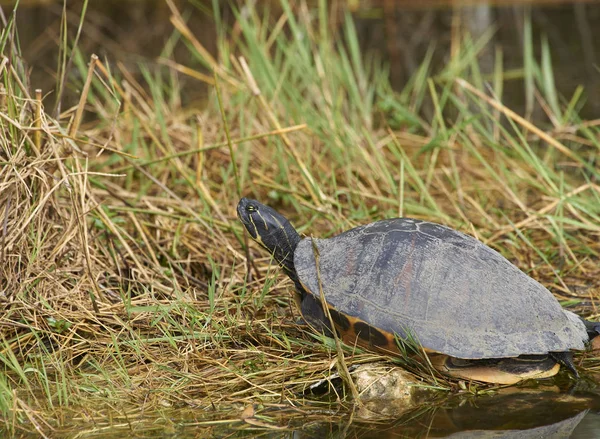 Zuidelijke geschilderde schildpad Stockfoto