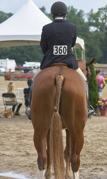 Horses — Stock Photo, Image