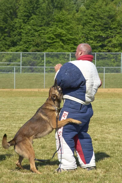 Psa Policyjnego Oficer — Zdjęcie stockowe