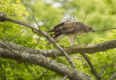 Kırmızı - kuyruklu şahin av ağaç dallarında yeme
