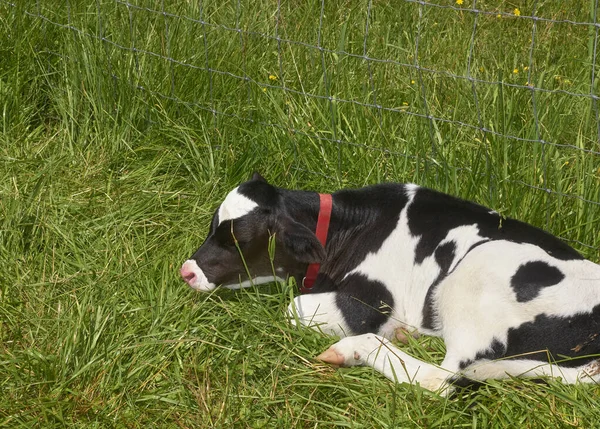 牧草地に敷かれた黒 白の子牛 — ストック写真