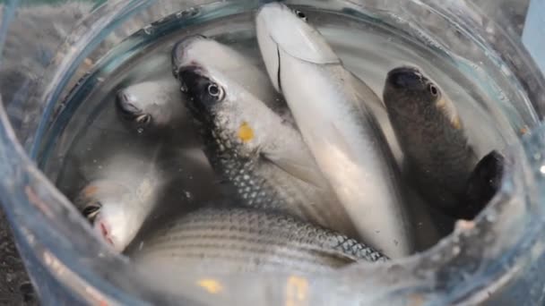 istanbul, bateau, transport dinde bosphore ville océan 