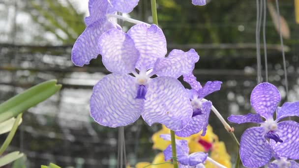 Orquídeas. flor, planta, orquídea — Vídeo de Stock