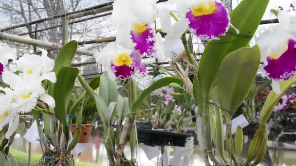 Orchideen. Blume, Pflanze, Orchidee — Stockvideo