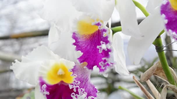 Orquídeas. flor, planta, orquídea — Vídeos de Stock