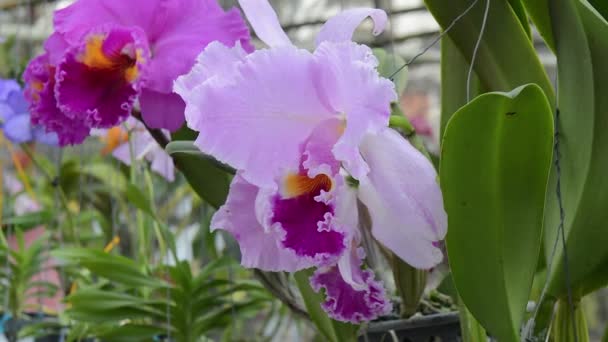 Orquídeas. flor, planta, orquídea — Vídeos de Stock