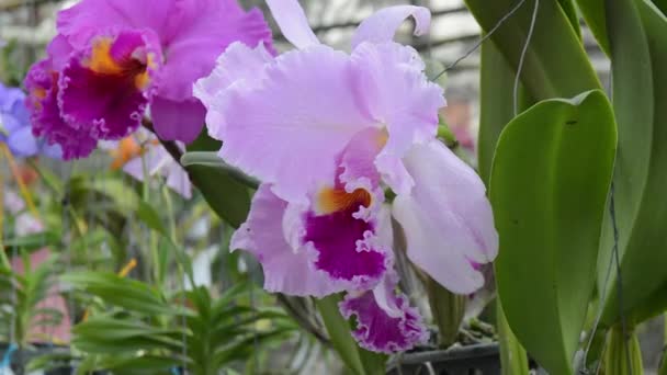 Орхідеї. квітка, рослина, орхідея — стокове відео