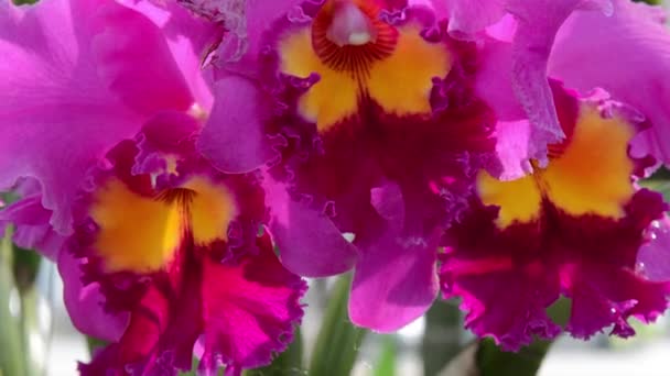 Orchids. flower, plant, orchid — Stock Video