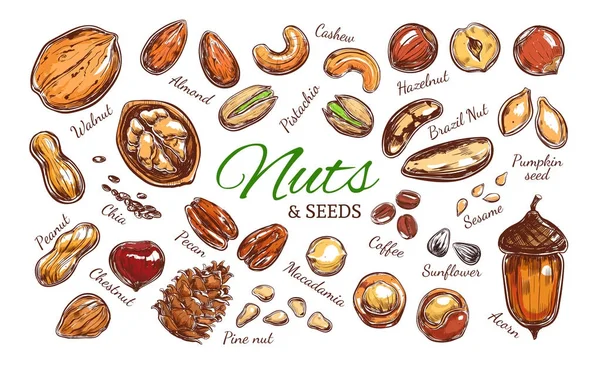 Ořechy a semena barevné kolekce — Stockový vektor