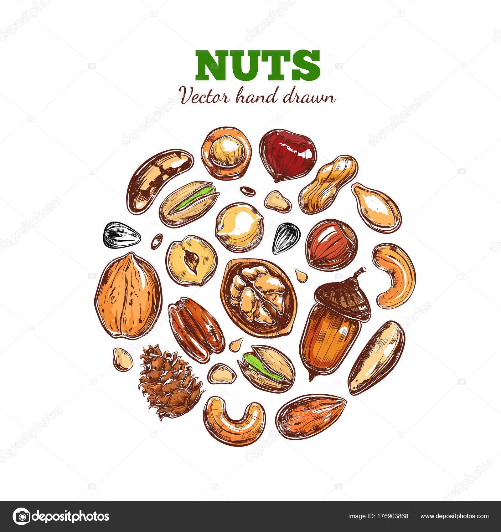 Nuts and seeds collection. Stock Vector Image by ©Wondersketch 176903868