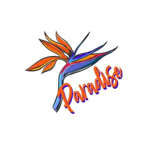 Kalligrafi med paradisfågeln blomma — Stock vektor