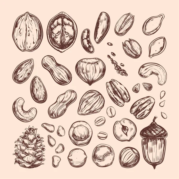 Ořechy a semena kolekce — Stockový vektor