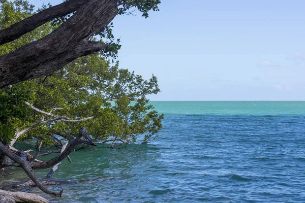 フロリダ ・ キーズの景色を眺める — ストック写真