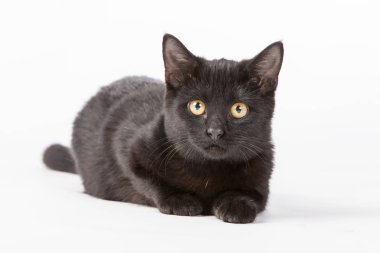Stüdyoda oynayan siyah yavru kedi