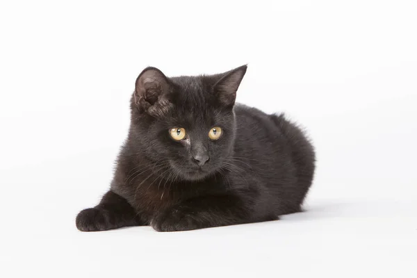 Fekete cica játszik a stúdióban — Stock Fotó