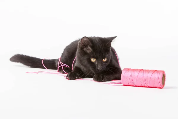 Gatinho preto jogando no estúdio — Fotografia de Stock