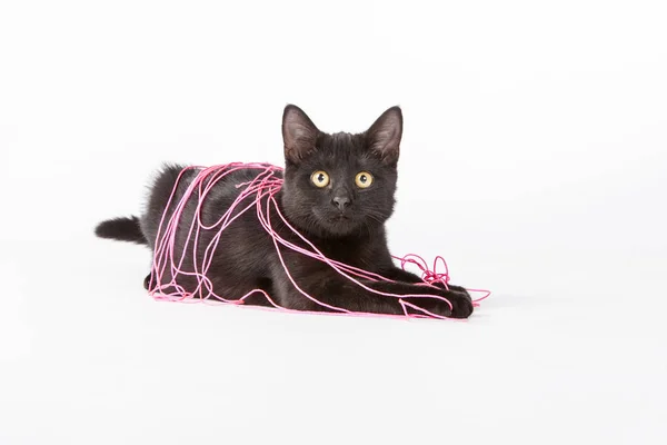 Gatinho preto jogando no estúdio — Fotografia de Stock