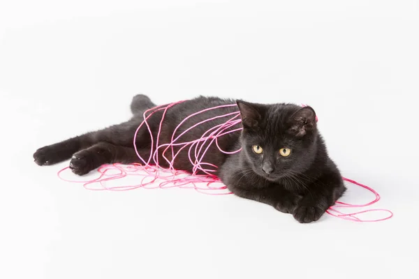 Черный котенок играет в студии — стоковое фото