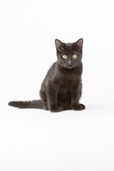 Черный котенок играет в студии — стоковое фото