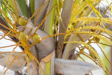 Sakin Caribbean Beach