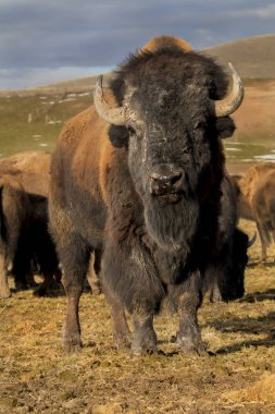 bufalo sürüsü