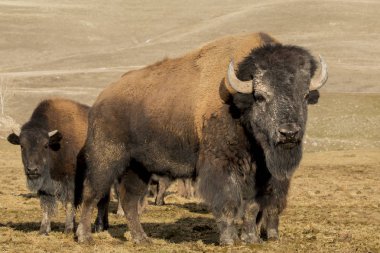 bufalo sürüsü