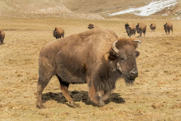 bufalo sürüsü
