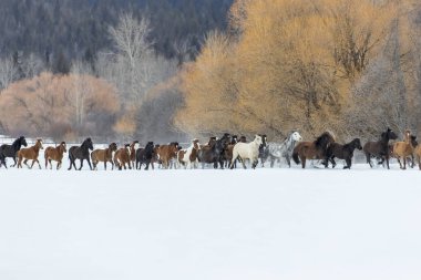 Karda koşan atlar