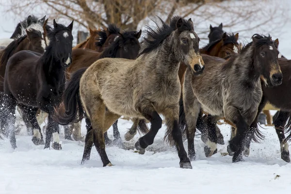 Pferde laufen im Schnee — Stockfoto