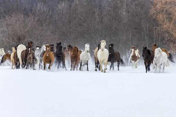 Pferde laufen im Schnee — Stockfoto