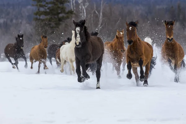 Caballos corriendo en la nieve — Foto de Stock