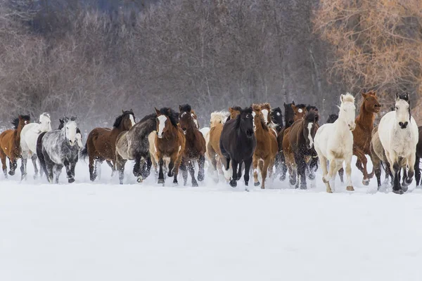 Caballos corriendo en la nieve — Foto de Stock