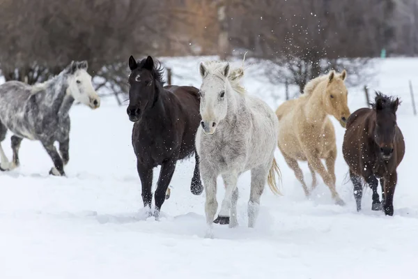 Caballos corriendo en la nieve — Foto de Stock