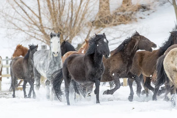 Pferde laufen im Schnee — Stockfoto