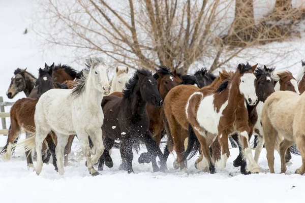 Pferde laufen im Schnee — Stockfoto